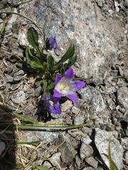Campanula tridentata