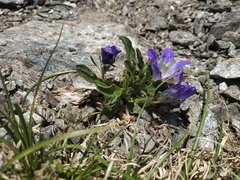 Campanula tridentata