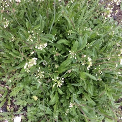 Capsella bursa-pastoris