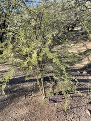 Acacia cavealis