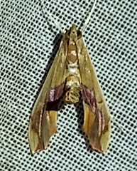 Agathodes monstralis