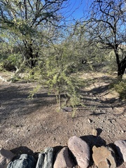 Acacia cavealis