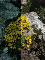 Draba rigida