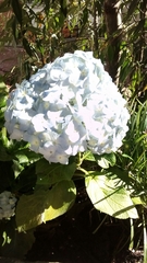 Hydrangea macrophylla