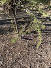 Acacia cavealis