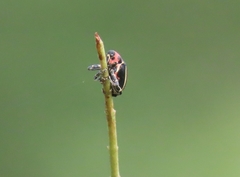 Neodiplogrammus quadrivittatus