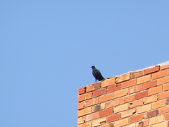 Pyrrhocorax pyrrhocorax