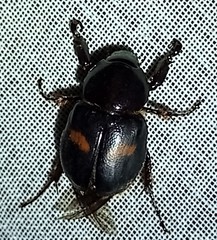 Cyclocephala fasciolata