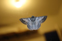 Hypobapta tachyhalotaria