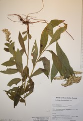 Solidago latissimifolia