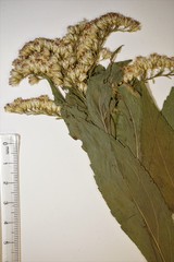 Solidago latissimifolia