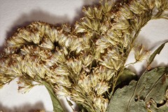 Solidago latissimifolia