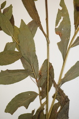 Solidago latissimifolia