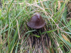Panaeolus fimicola