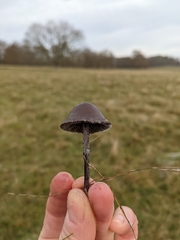 Panaeolus fimicola