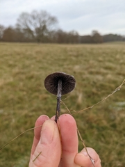 Panaeolus fimicola