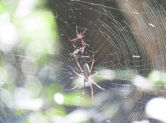 Trichonephila clavipes