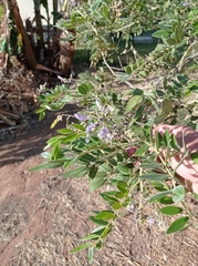 Millettia