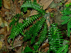 Polystichum hancockii
