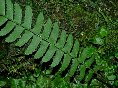 Polystichum hancockii, photograph 1