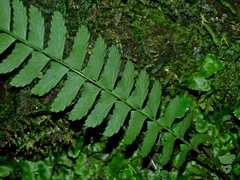 Polystichum hancockii, photograph Jacy Chen, CC BY, iNaturalist via GBIF