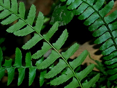 Polystichum hancockii, photograph Jacy Chen, CC BY, iNaturalist via GBIF