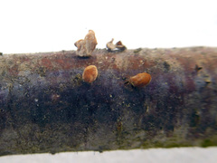 Macrotyphula contorta