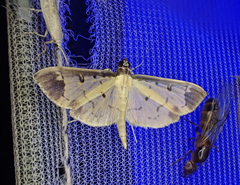 Eulepte anticostalis