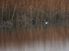 Lophodytes cucullatus