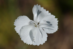Dianthus cretaceus