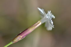 Dianthus cretaceus