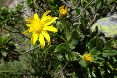 Senecio pyrenaicus