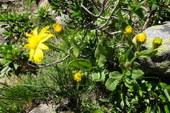 Senecio pyrenaicus