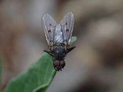 Anthomyia ochripes