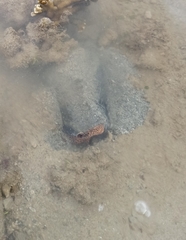 Cymbiola nobilis