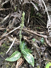 Goodyera daibuzanensis