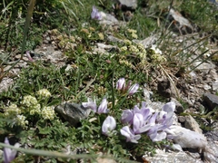 Astragalus levieri