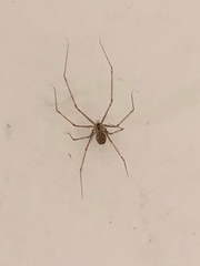 Physocyclus globosus