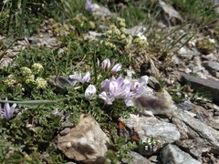 Astragalus levieri