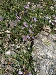Astragalus levieri
