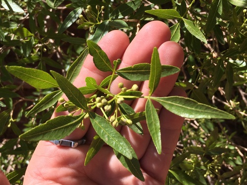 Ptelea trifoliata var. lutescens