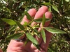 Ptelea trifoliata lutescens - Photo (c) Damon Tighe, some rights reserved (CC BY-NC), uploaded by Damon Tighe