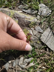 Pedicularis nordmanniana