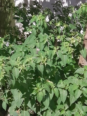 Angiospermae