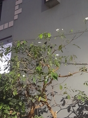 Angiospermae