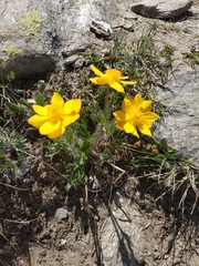 Anemonastrum speciosum