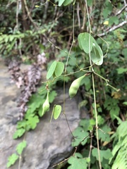 Dumasia truncata
