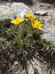 Anemonastrum speciosum