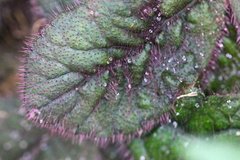 Ardisia primulifolia