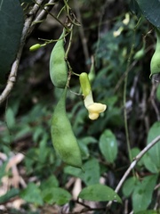 Dumasia truncata